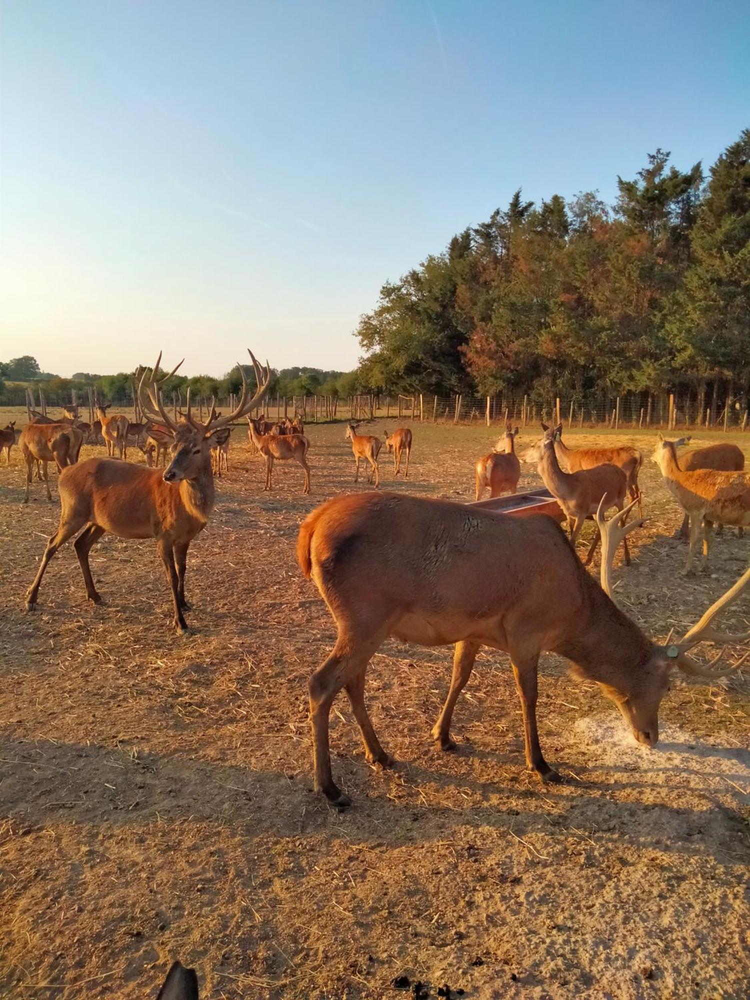 Ferme De L'Etang - Gite Epuisay ภายนอก รูปภาพ